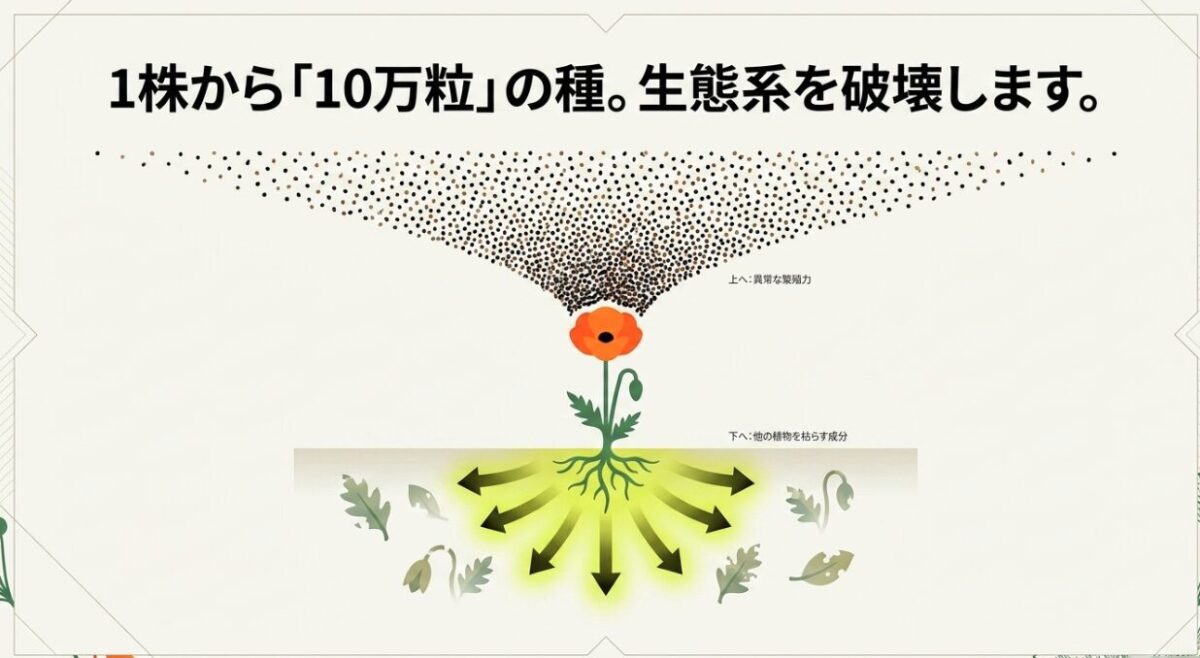 1株から「10万粒」の種による「上へ：異常な繁殖力」と、「下へ：他の植物を枯らす成分」によって生態系を破壊する仕組みを解説した図解