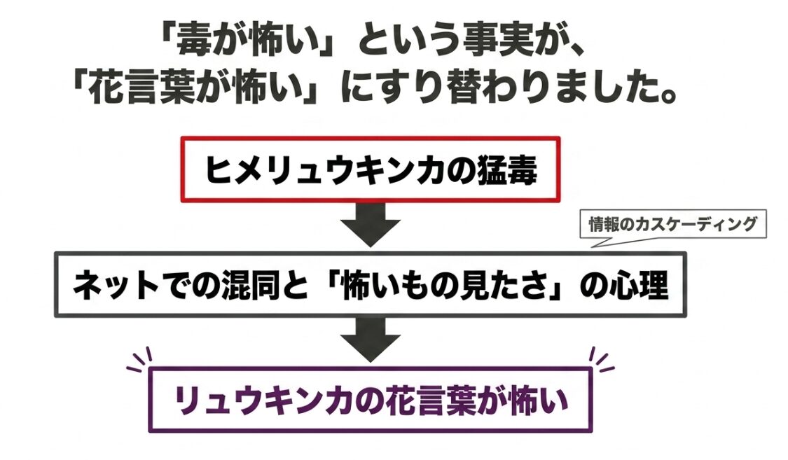 「毒が怖い」という事実が「花言葉が怖い」にすり替わったことや、情報のカスケーディング、ネットでの混同と怖いもの見たさの心理を図解したスライド