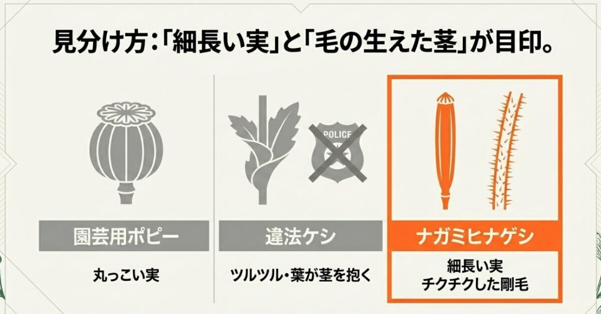 園芸用ポピー、違法ケシ、ナガミヒナゲシの3種の特徴を比較した図解。ナガミヒナゲシの特徴である「細長い実」と「チクチクした剛毛」の生えた茎のイラストを中心に、丸っこい実やツルツルして葉が茎を抱く違法ケシとの違いを解説し、違法ではないことを示す警察マークのバツ印が含まれている