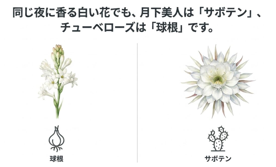 チューベローズと月下美人の花のイラスト。「同じ夜に香る白い花でも、月下美人は『サボテン』、チューベローズは『球根』です。」と分類の違いが示されている