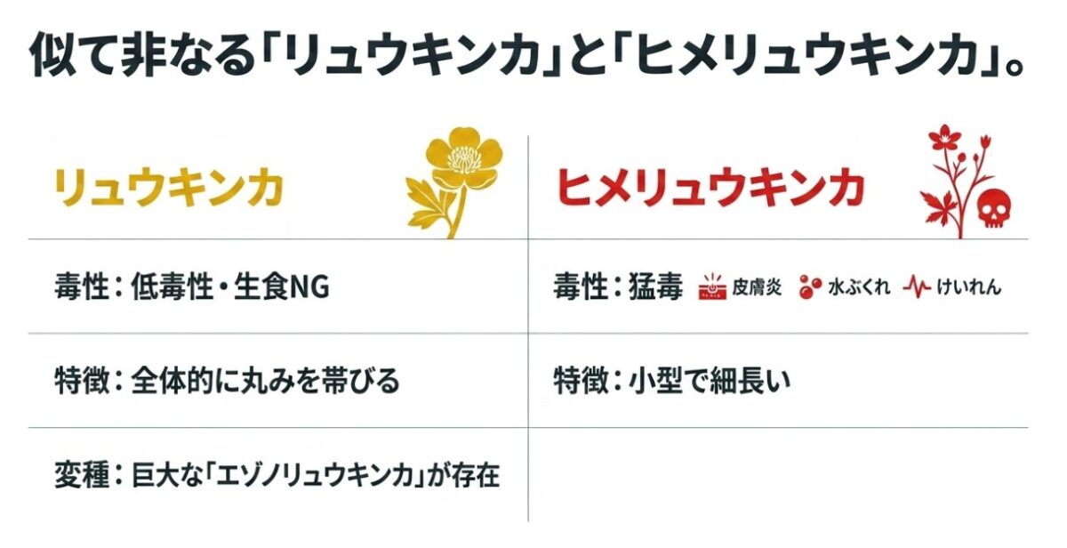 似て非なるリュウキンカとヒメリュウキンカについて、毒性や特徴の違いを比較した表