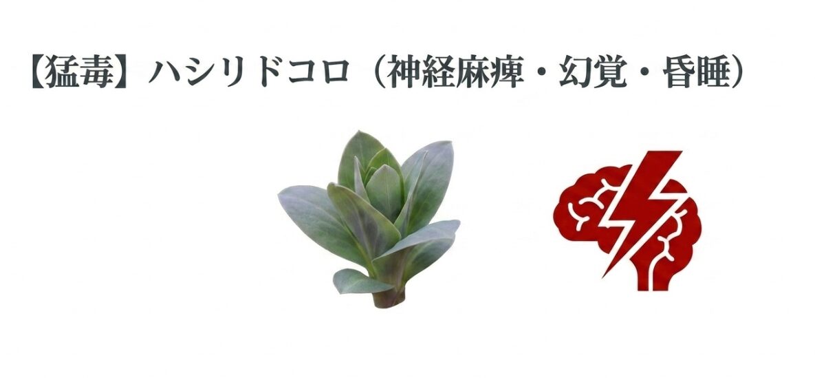 ふきのとうに似たハシリドコロの若芽の写真と、神経麻痺や幻覚、昏睡を引き起こす脳へのダメージを示す雷のアイコン