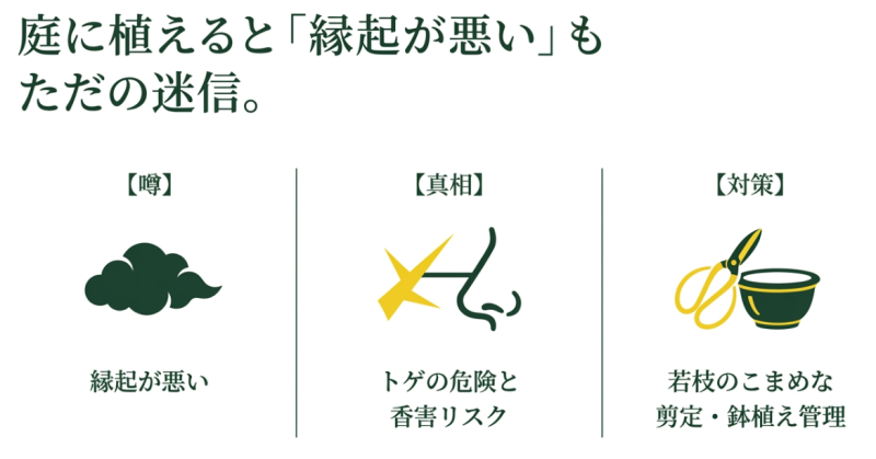 縁起が悪いという噂の真相がトゲの危険と香害リスクであることを示し、若枝の剪定や鉢植え管理などの対策を提案する図