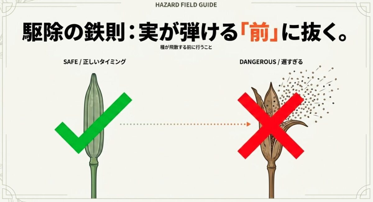 駆除の鉄則として「実が弾ける「前」に抜く。」ことを推奨する図解。種が飛散する前に行うことが正しいタイミング（SAFE）であり、遅すぎるのは危険（DANGEROUS）であると示している