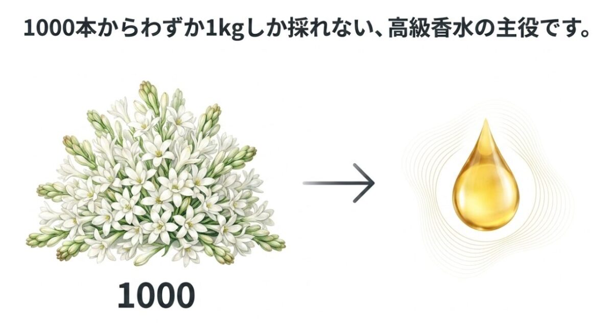 大量のチューベローズの花から一滴のオイルが抽出されるイラスト。「1000本からわずか1kgしか採れない、高級香水の主役です。」と書かれている