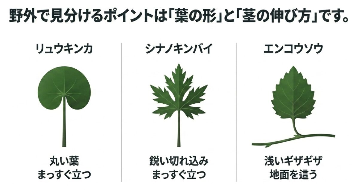 野外で見分けるポイントは葉の形と茎の伸び方であり、リュウキンカ、シナノキンバイ、エンコウソウの葉を比較した図
