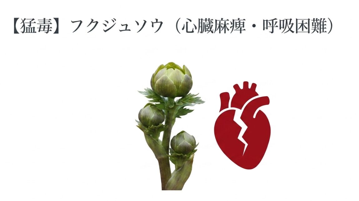 フクジュソウのつぼみの写真と、心臓麻痺や呼吸困難を引き起こす心臓へのダメージを示すひび割れたハートのアイコン