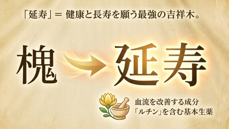 槐は「延寿」という縁起の良い漢字が当てられる最強の吉祥木であり、血流を改善するルチンを含む生薬であることを示す図解。