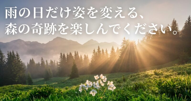 雨の日だけ姿を変える、森の奇跡を楽しんでくださいと締めくくるスライド画像