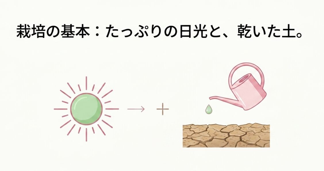 ムシトリナデシコの栽培の基本は、たっぷりの日光を当てることと、乾いた土で水分を控えめに管理することを示すイラスト