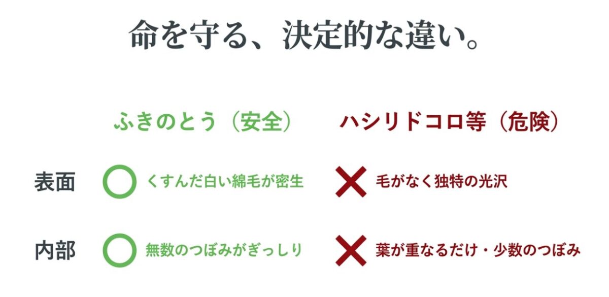 安全なふきのとうと危険なハシリドコロ等の表面と内部の決定的な違いを比較した表。ふきのとうは白い綿毛が密生し内部につぼみがぎっしり詰まっているが、危険な植物は毛がなく光沢があり葉が重なるだけであるという説明