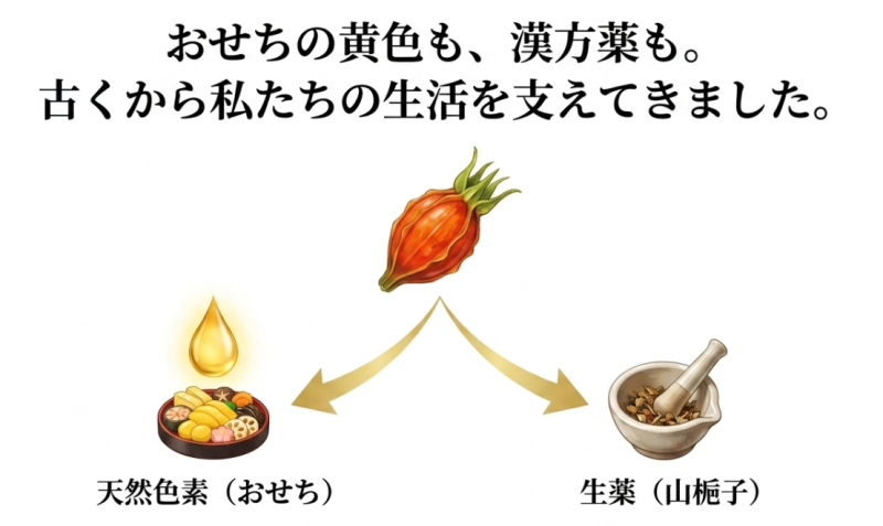 クチナシの実がおせち料理などの黄色い天然色素や、山梔子（さんしし）という生薬として古くから生活を支えてきたことを示すスライド画像