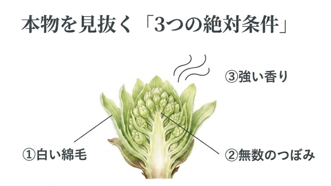 ふきのとうの断面イラスト。本物を見抜く3つの絶対条件として、1.白い綿毛、2.無数のつぼみ、3.強い香りが示されている