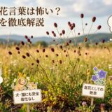吾亦紅 花言葉 怖い